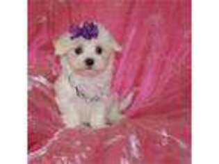 Maltese Puppy for sale in Huntington, NY, USA