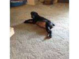 Cane Corso Puppy for sale in Klamath Falls, OR, USA