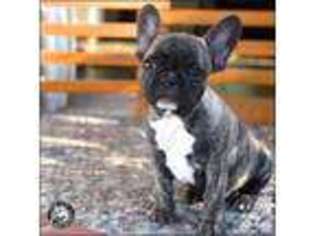 French Bulldog Puppy for sale in SOUTH SAN FRANCISCO, CA, USA