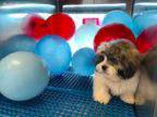 Lhasa Apso Puppy for sale in Petal, MS, USA