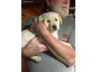 Labrador Retriever Puppy for sale in Birmingham, AL, USA