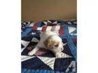 Mutt Puppy for sale in RIVERTON, IA, USA