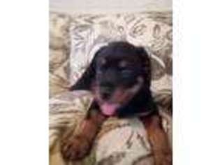 Rottweiler Puppy for sale in Raleigh, NC, USA
