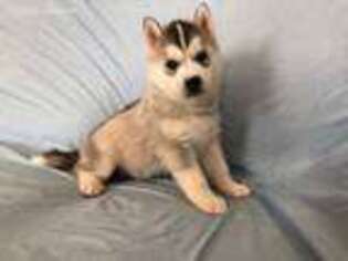 Siberian Husky Puppy for sale in Nathalie, VA, USA