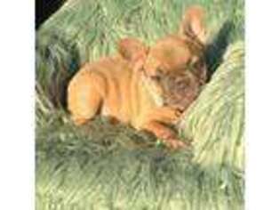 French Bulldog Puppy for sale in Beaumont, CA, USA