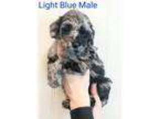 Mutt Puppy for sale in Rockwall, TX, USA