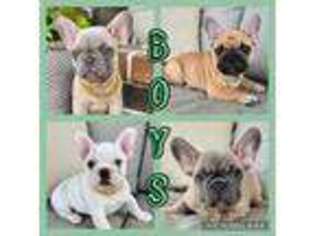 French Bulldog Puppy for sale in Campbellsville, KY, USA