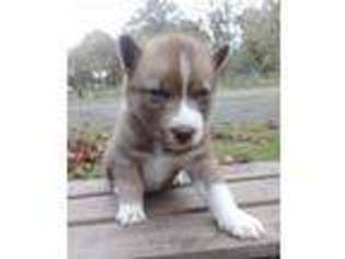 Siberian Husky Puppy for sale in Lebanon, OR, USA