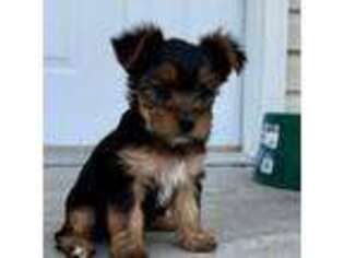 Yorkshire Terrier Puppy for sale in Oakley, ID, USA