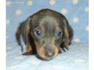 Dachshund Puppy for sale in Rio Linda, CA, USA