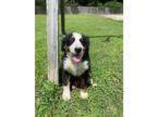 Bernese Mountain Dog Puppy for sale in Monroe, NC, USA