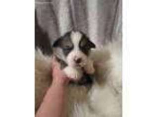 Pembroke Welsh Corgi Puppy for sale in Casper, WY, USA
