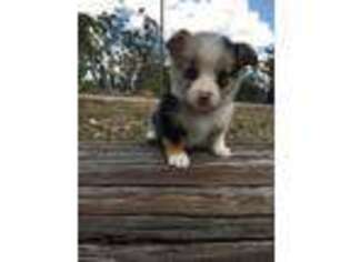 Pembroke Welsh Corgi Puppy for sale in Avon Park, FL, USA