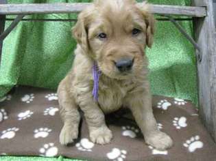 Golden Retriever Puppy for sale in Haviland, OH, USA