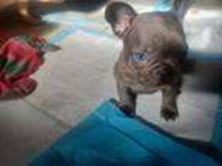 French Bulldog Puppy for sale in Gilbertsville, PA, USA