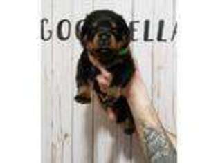 Rottweiler Puppy for sale in Wabash, IN, USA