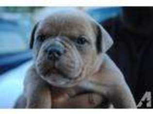 American Pit Bull Terrier Puppy for sale in ATWATER, CA, USA
