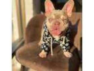 French Bulldog Puppy for sale in Pearland, TX, USA