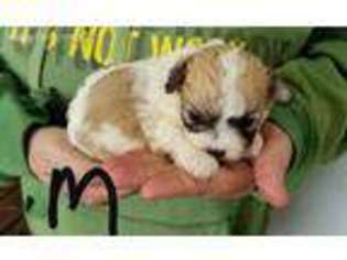 Mal-Shi Puppy for sale in Hillsboro, WI, USA