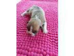 French Bulldog Puppy for sale in Williston, SC, USA