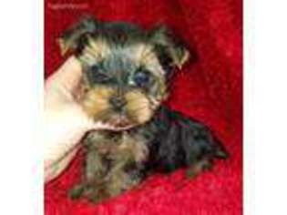 Yorkshire Terrier Puppy for sale in Evening Shade, AR, USA
