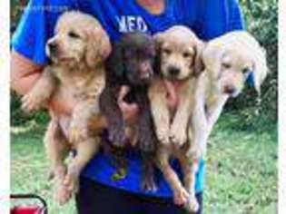 Labradoodle Puppy for sale in Decatur, TN, USA