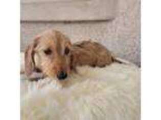 Dachshund Puppy for sale in Goodyear, AZ, USA