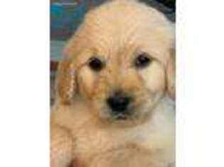 Goldendoodle Puppy for sale in Boaz, KY, USA