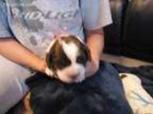 English Springer Spaniel Puppy for sale in Manly, IA, USA