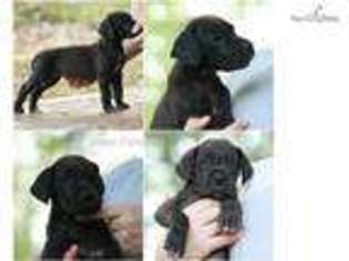 Great Dane Puppy for sale in Biloxi, MS, USA