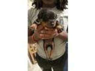 Rottweiler Puppy for sale in Smyrna, DE, USA