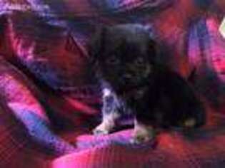 Shorkie Tzu Puppy for sale in Springfield, MA, USA