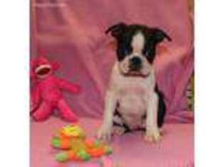 Boston Terrier Puppy for sale in Schuylkill Haven, PA, USA