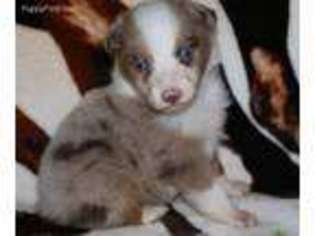 Australian Shepherd Puppy for sale in Norman, IN, USA