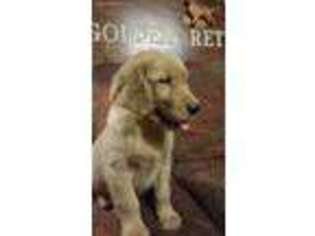 Golden Retriever Puppy for sale in Newberry Springs, CA, USA