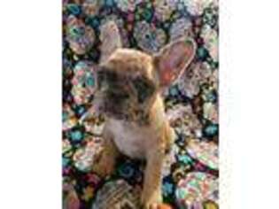French Bulldog Puppy for sale in Missoula, MT, USA