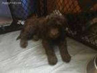 Labradoodle Puppy for sale in Albion, ME, USA