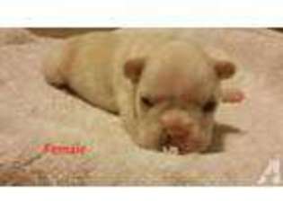 French Bulldog Puppy for sale in GRIFFIN, GA, USA