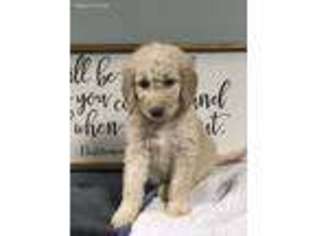 Goldendoodle Puppy for sale in Russellville, AL, USA