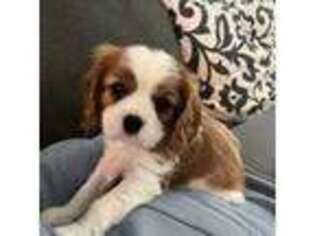 Cavalier King Charles Spaniel Puppy for sale in Hacienda Heights, CA, USA
