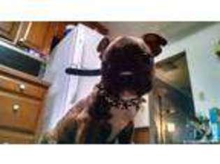 Boston Terrier Puppy for sale in MUNCIE, IN, USA
