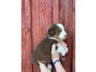 Australian Shepherd Puppy for sale in Manistee, MI, USA