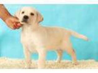 Labrador Retriever Puppy for sale in Stockton, CA, USA