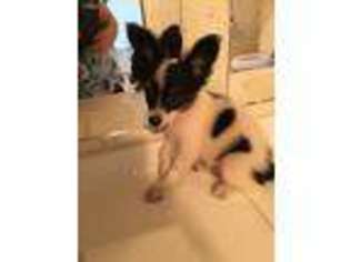 Papillon Puppy for sale in Centerville, TN, USA