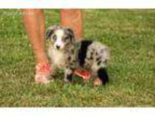 Australian Shepherd Puppy for sale in Jefferson City, TN, USA