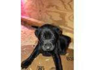 Labrador Retriever Puppy for sale in Southbury, CT, USA