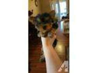 Yorkshire Terrier Puppy for sale in FRESNO, CA, USA