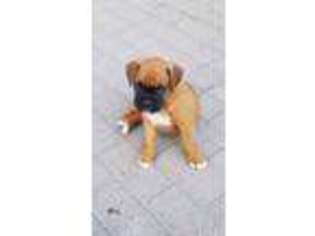 Boxer Puppy for sale in South Haven, MI, USA