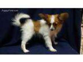 Papillon Puppy for sale in Natchez, MS, USA
