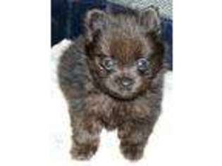 Pomeranian Puppy for sale in PAISLEY, FL, USA